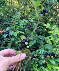 Evergreen Huckleberry Live Plant - Vaccinium ovatum - 3-7