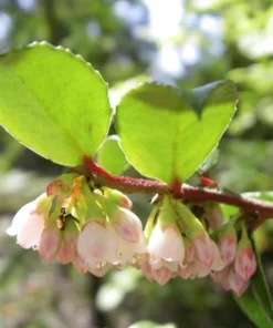 Evergreen Huckleberry Live Plant - Vaccinium ovatum - 10-18