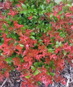 Evergreen Huckleberry Live Plant - Vaccinium ovatum - 3-7