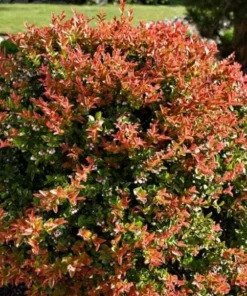 Evergreen Huckleberry Live Plant – Vaccinium ovatum – 4-10