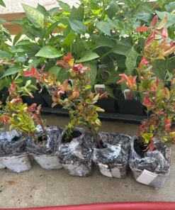 Evergreen Huckleberry Live Plant - Vaccinium ovatum - 3-7