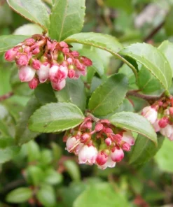 Evergreen Huckleberry Live Plant - Vaccinium ovatum - 10-18