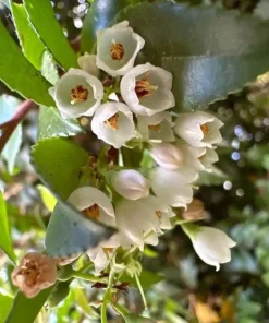Evergreen Huckleberry Live Plant – Vaccinium ovatum – 4-10