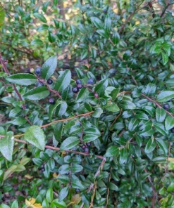 Evergreen Huckleberry Live Plant – Vaccinium ovatum – 4-10
