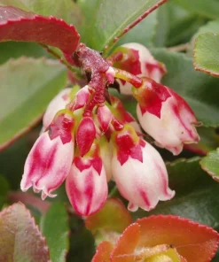Evergreen Huckleberry Live Plant - Vaccinium ovatum - 10-18
