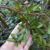 Evergreen Huckleberry Live Plant - Vaccinium ovatum - 10-18" Tall in 5" Pot - Edible Berries, Outdoor Shrub - Image 1