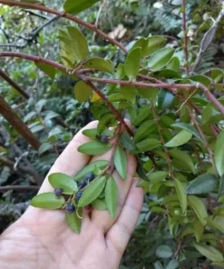 Evergreen Huckleberry Live Plant - Vaccinium ovatum - 10-18