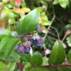 Evergreen Huckleberry Live Plant – Vaccinium ovatum – 4-10" Tall in 4" Pot – Edible Berries - Image 1