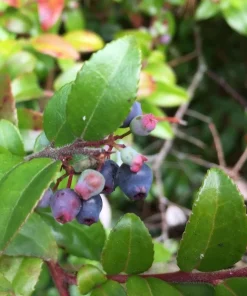 Evergreen Huckleberry Live Plant – Vaccinium ovatum – 4-10
