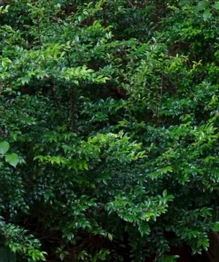 Evergreen Huckleberry Live Plants – Set of 6 – Vaccinium ovatum – 3-7" Tall – 3" Pots – Edible Berries - Image 2