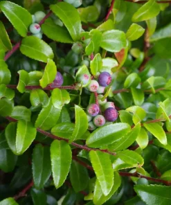 Evergreen Huckleberry Live Plants – Set of 6 – Vaccinium ovatum – 3-7