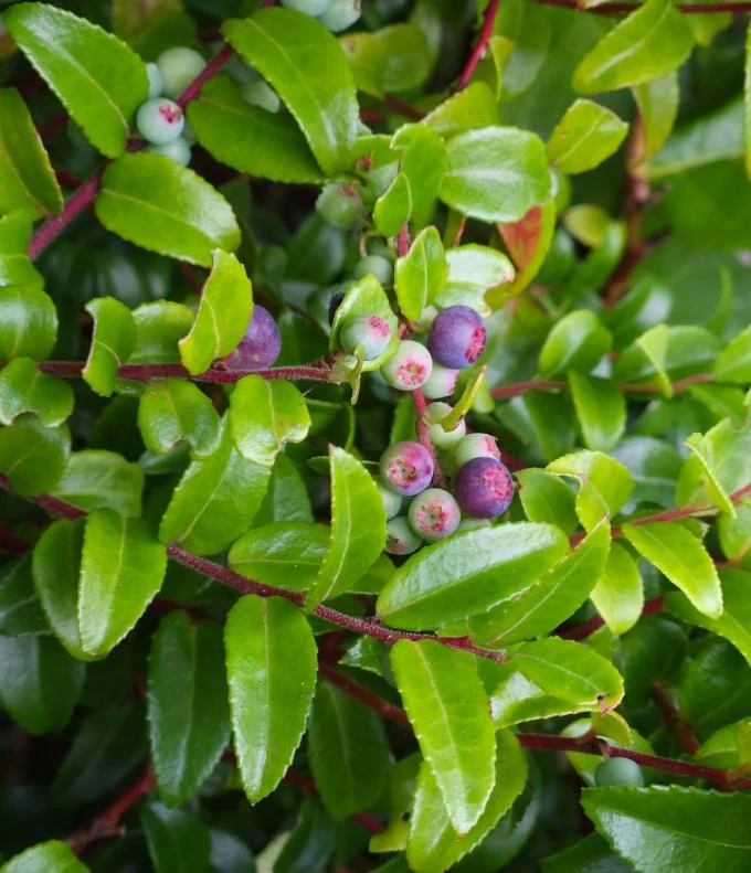 Evergreen Huckleberry Live Plants – Set of 6 – Vaccinium ovatum – 3-7" Tall – 3" Pots – Edible Berries - Image 4