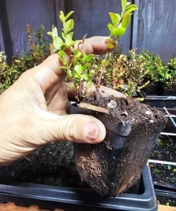 Evergreen Huckleberry Live Plants – Set of 6 – Vaccinium ovatum – 3-7
