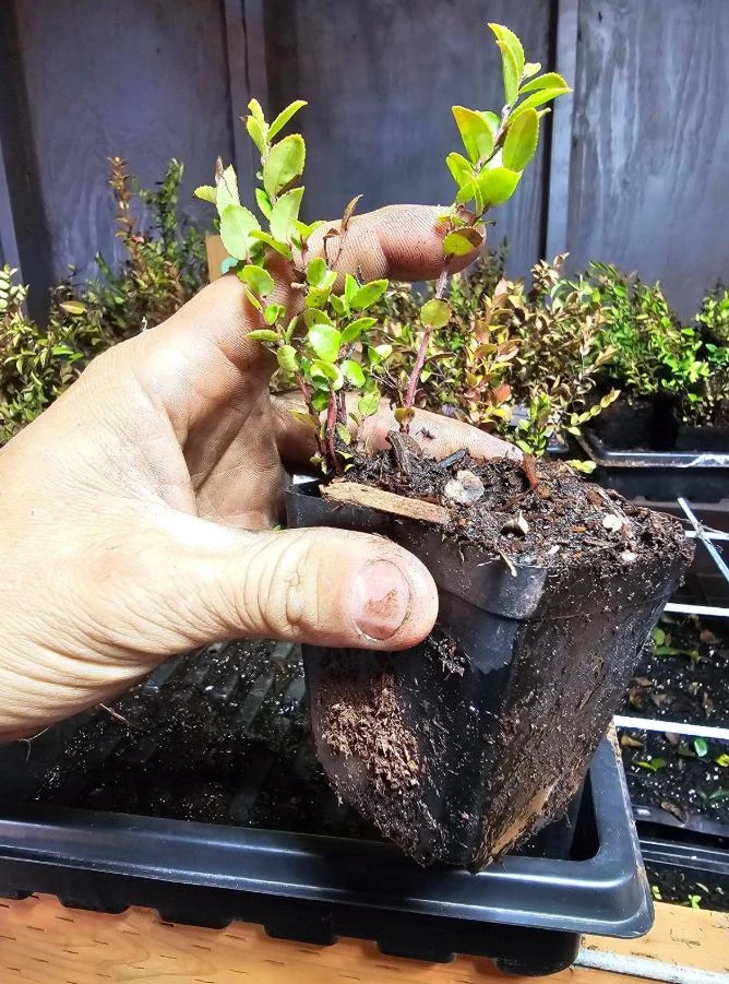 Evergreen Huckleberry Live Plants – Set of 6 – Vaccinium ovatum – 3-7" Tall – 3" Pots – Edible Berries - Image 5