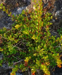 Evergreen Huckleberry Live Plants – Set of 6 – Vaccinium ovatum – 3-7