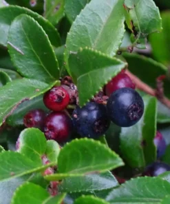 Evergreen Huckleberry Live Plants – Set of 6 – Vaccinium ovatum – 3-7