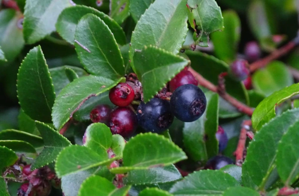 Evergreen Huckleberry Live Plants – Set of 6 – Vaccinium ovatum – 3-7" Tall – 3" Pots – Edible Berries - Image 7