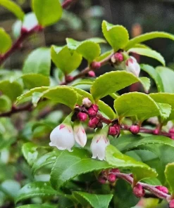Evergreen Huckleberry Live Plants – Set of 6 – Vaccinium ovatum – 3-7