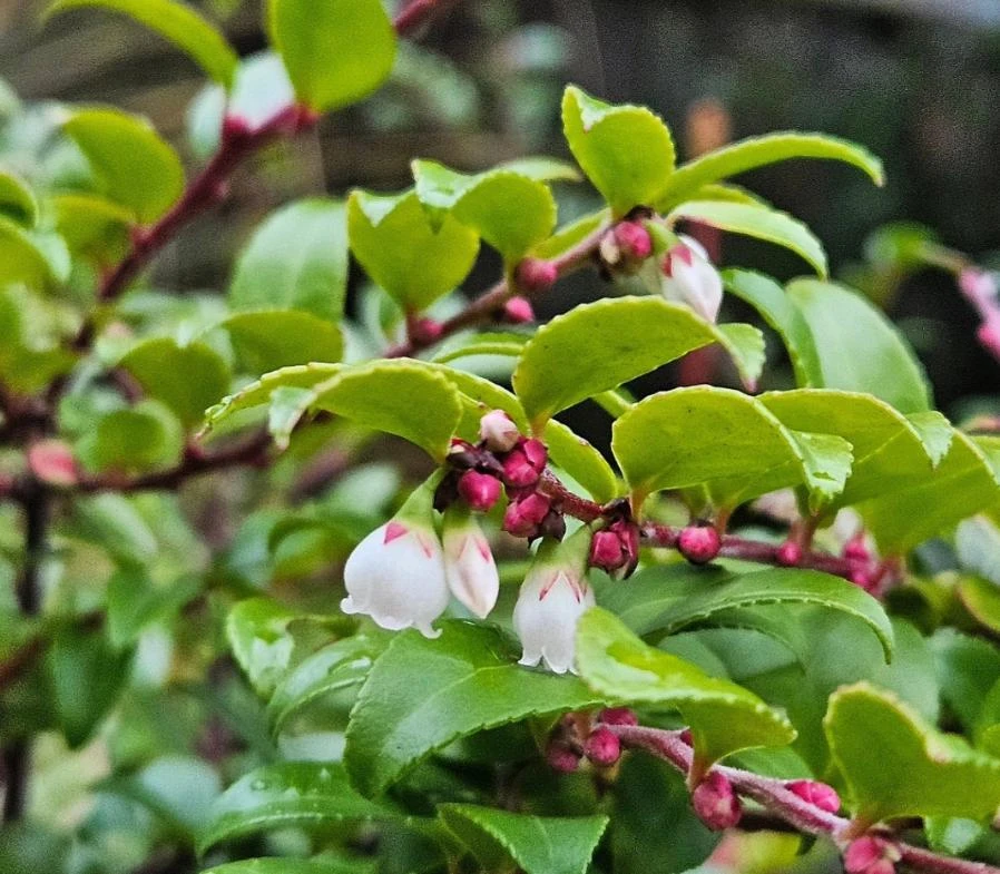 Evergreen Huckleberry Live Plants – Set of 6 – Vaccinium ovatum – 3-7" Tall – 3" Pots – Edible Berries - Image 8