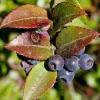 Evergreen Huckleberry Live Plants – Set of 6 – Vaccinium ovatum – 3-7" Tall – 3" Pots – Edible Berries - Image 1