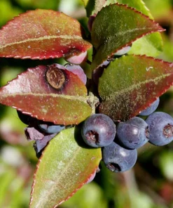 Evergreen Huckleberry Live Plants – Set of 6 – Vaccinium ovatum – 3-7
