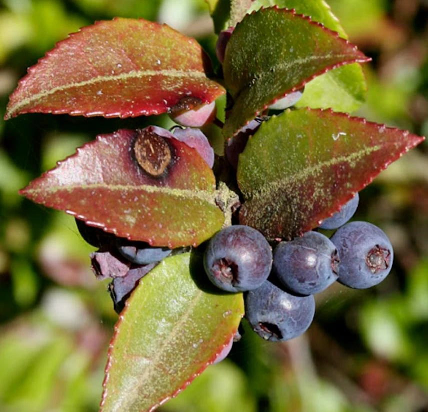 Evergreen Huckleberry Live Plants – Set of 6 – Vaccinium ovatum – 3-7" Tall – 3" Pots – Edible Berries - Image 1
