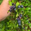 Evergreen Huckleberry Live Plants (Vaccinium ovatum) - Set of 2, 10-18" Tall in 5" Pots, Edible Berries, Outdoor Shrub - Image 1