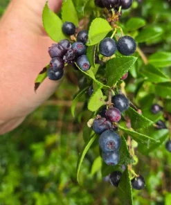 Evergreen Huckleberry Live Plants (Vaccinium ovatum) - Set of 2, 10-18