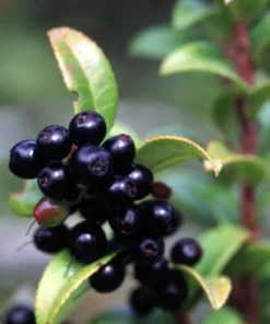 Evergreen Huckleberry Live Plants - Vaccinium ovatum - Set of 2 - 1-2