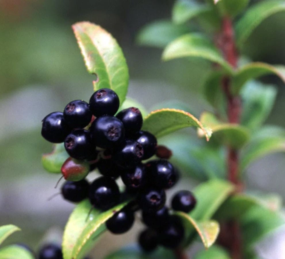 Evergreen Huckleberry Live Plants - Vaccinium ovatum - Set of 2 - 1-2" Tall - 1.5" Pots - Edible Berries - Image 2