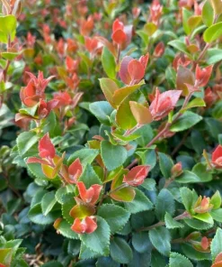 Evergreen Huckleberry Live Plants (Vaccinium ovatum) - Set of 2, 10-18