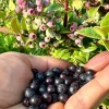 Evergreen Huckleberry Live Plants - Vaccinium ovatum - Set of 2 - 1-2" Tall - 1.5" Pots - Edible Berries - Image 1