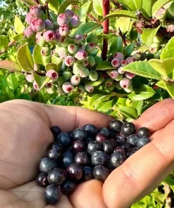 Evergreen Huckleberry Live Plants - Vaccinium ovatum - Set of 2 - 1-2