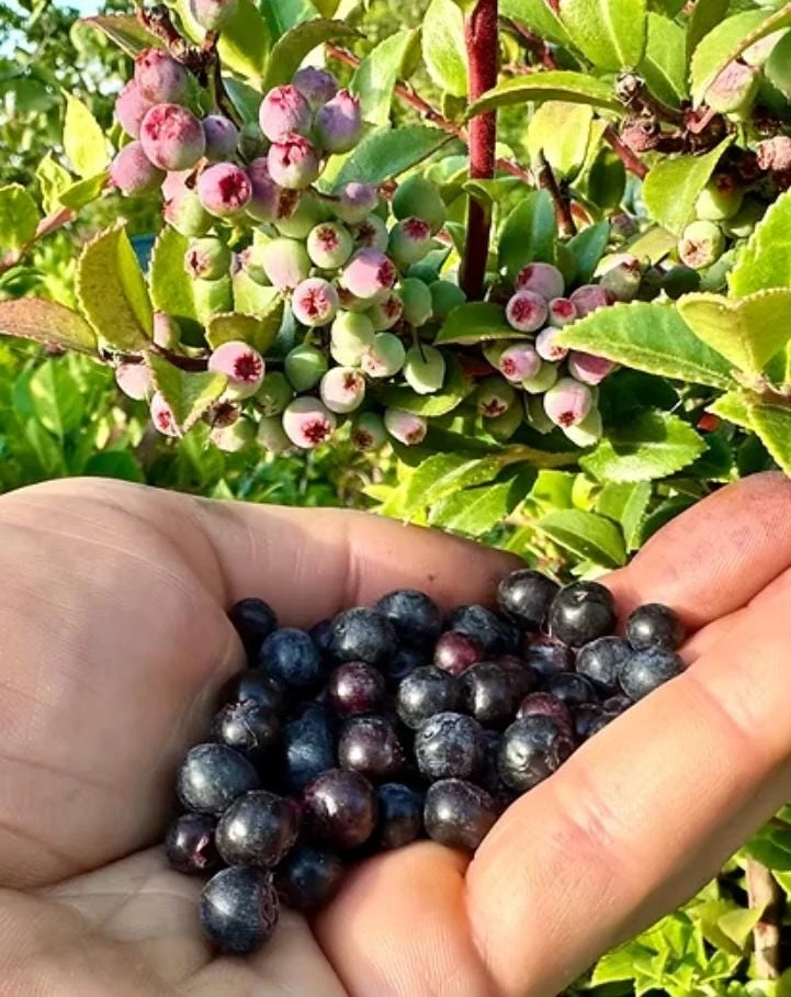 Evergreen Huckleberry Live Plants - Vaccinium ovatum - Set of 2 - 1-2" Tall - 1.5" Pots - Edible Berries - Image 1