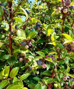 Evergreen Huckleberry Live Plants (Vaccinium ovatum) - Set of 2, 10-18