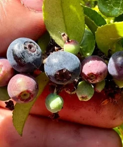 Evergreen Huckleberry Live Plants - Vaccinium ovatum - Set of 2 - 1-2