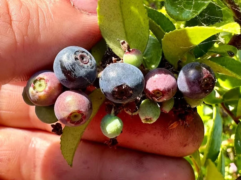 Evergreen Huckleberry Live Plants - Vaccinium ovatum - Set of 2 - 1-2" Tall - 1.5" Pots - Edible Berries - Image 3