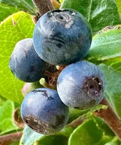 Evergreen Huckleberry Live Plants - Vaccinium ovatum - Set of 2 - 1-2