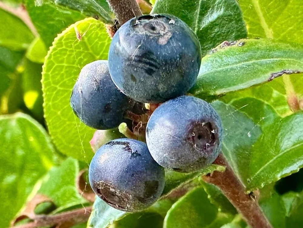 Evergreen Huckleberry Live Plants - Vaccinium ovatum - Set of 2 - 1-2" Tall - 1.5" Pots - Edible Berries - Image 4