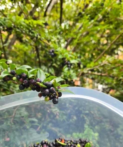 Evergreen Huckleberry Live Plants (Vaccinium ovatum) - Set of 2, 10-18