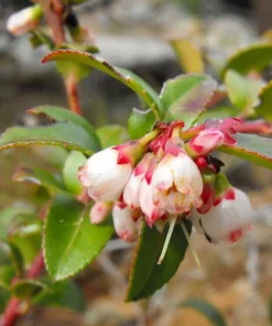 Evergreen Huckleberry Live Plants - Vaccinium ovatum - Set of 2 - 1-2