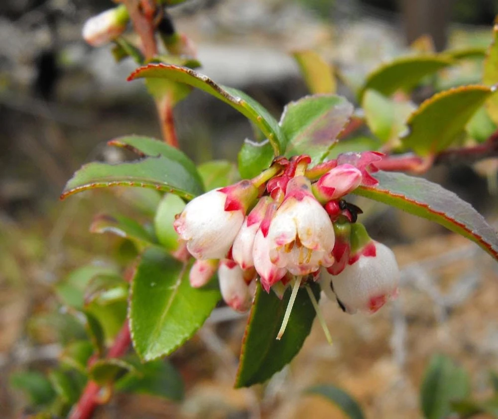 Evergreen Huckleberry Live Plants - Vaccinium ovatum - Set of 2 - 1-2" Tall - 1.5" Pots - Edible Berries - Image 5