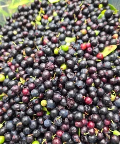 Evergreen Huckleberry Live Plants (Vaccinium ovatum) - Set of 2, 10-18