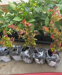 Evergreen Huckleberry Live Plants (Vaccinium ovatum) - Set of 2, 10-18