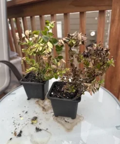 Evergreen Huckleberry Live Plants (Vaccinium ovatum) - Set of 2, 10-18