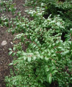 Evergreen Huckleberry Live Plants - Vaccinium ovatum - Set of 2 - 1-2