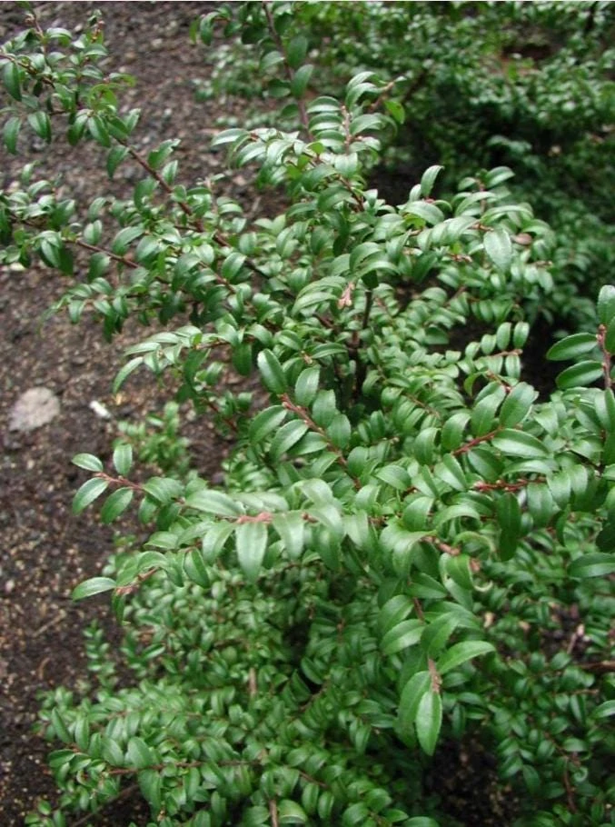 Evergreen Huckleberry Live Plants - Vaccinium ovatum - Set of 2 - 1-2" Tall - 1.5" Pots - Edible Berries - Image 8