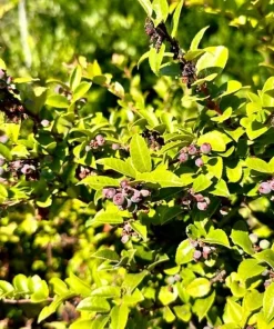 Evergreen Huckleberry Live Plants - Vaccinium ovatum - Set of 2 - 1-2