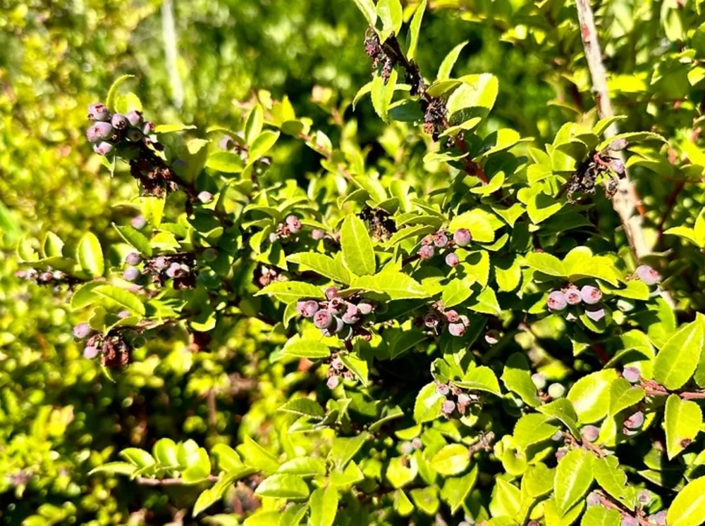Evergreen Huckleberry Live Plants - Vaccinium ovatum - Set of 2 - 1-2" Tall - 1.5" Pots - Edible Berries - Image 9