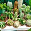 Exotic Cactus & Succulent Mix Seeds - Living Stones Desert Rock - 5-50+ Seeds - Image 1